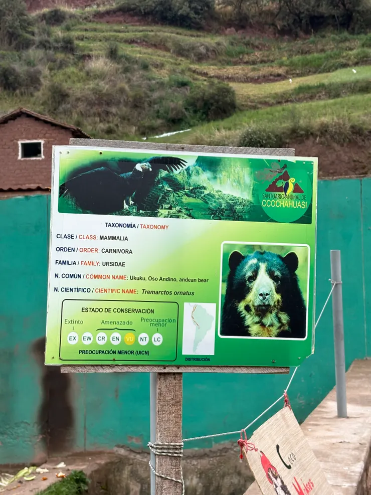 秘魯柏靈頓熊，也是英國那隻柏靈頓熊的原型！可惜當時牠在睡覺，完全不想理會人類