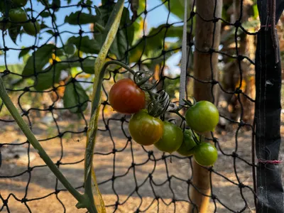 番茄🍅成熟時，心情蠻忐忑的⋯