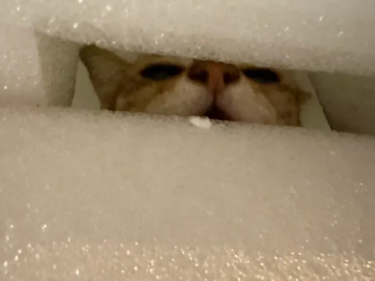 2026/01/18 躲在箱子內的貓