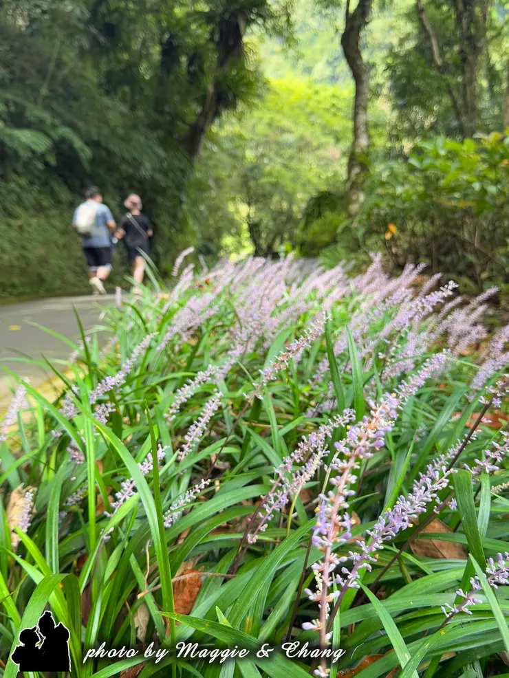 小路旁盛開著一片紫色花海，花梗細長，花瓣嬌小而優雅。背景中有遊客正在林間散步，整體氛圍顯得悠閒自在，展現了森林步道結合自然景緻的美感。