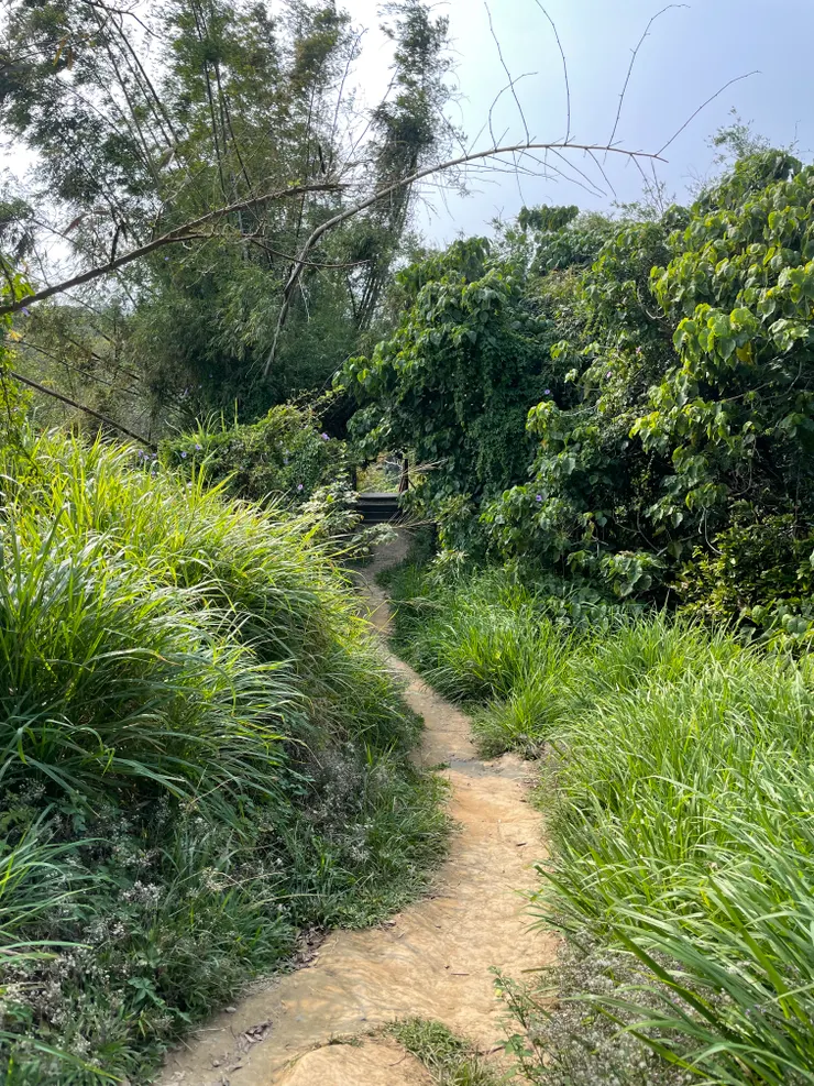 有一小段路都是這種窄小的山路，要非常注意腳邊，還有沿路的蜜蜂