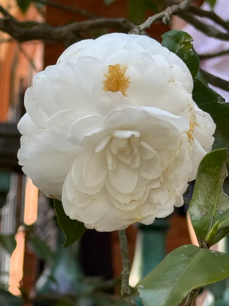 2026/02/21 不知道什麼花