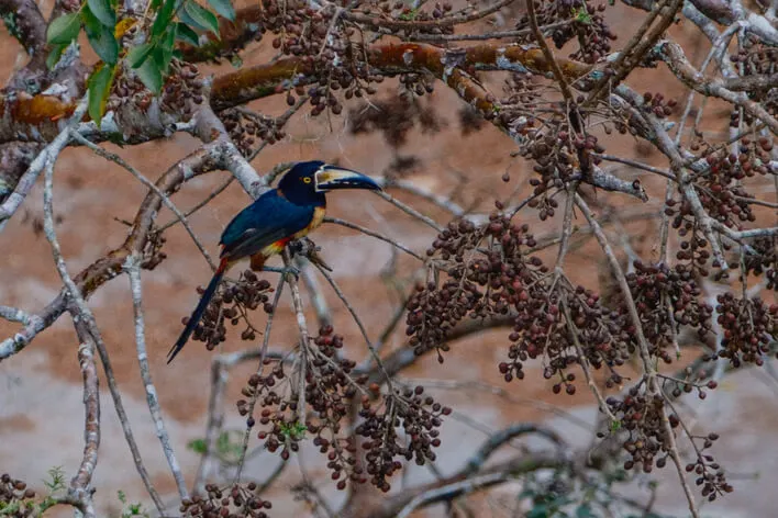 瓜地馬拉蒂卡爾此行唯一拍到的大嘴鳥。