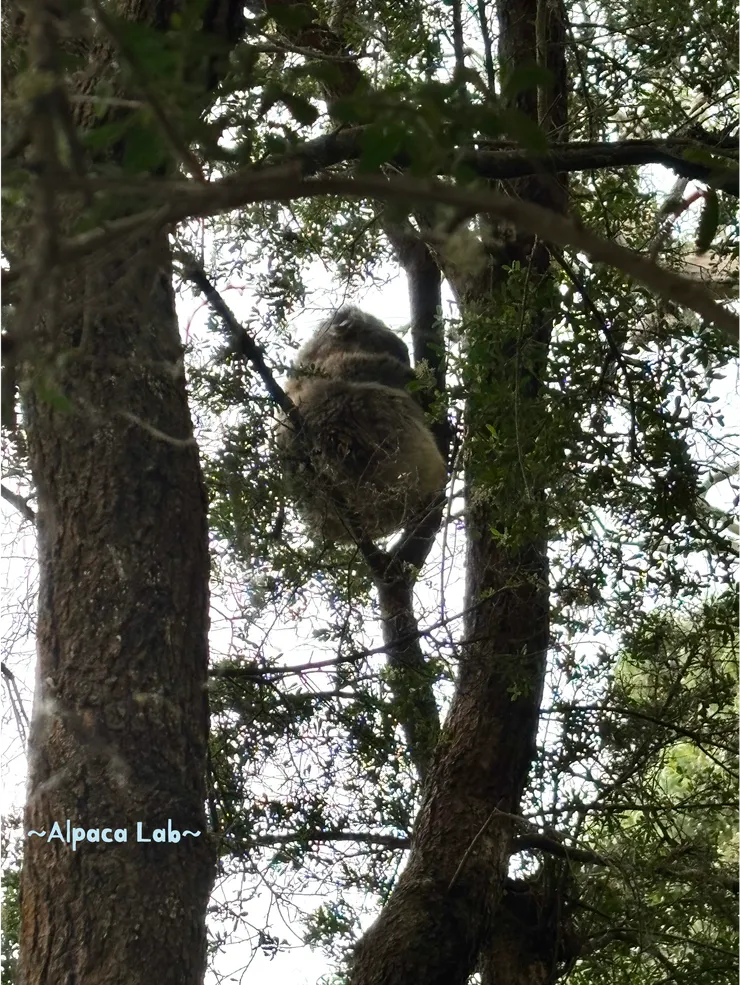 墨爾本Koala Conservation Reserve，260113，差點受到無尾熊便便洗禮惹