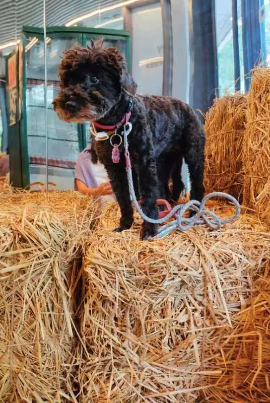 點兒馬上來一張網紅照！