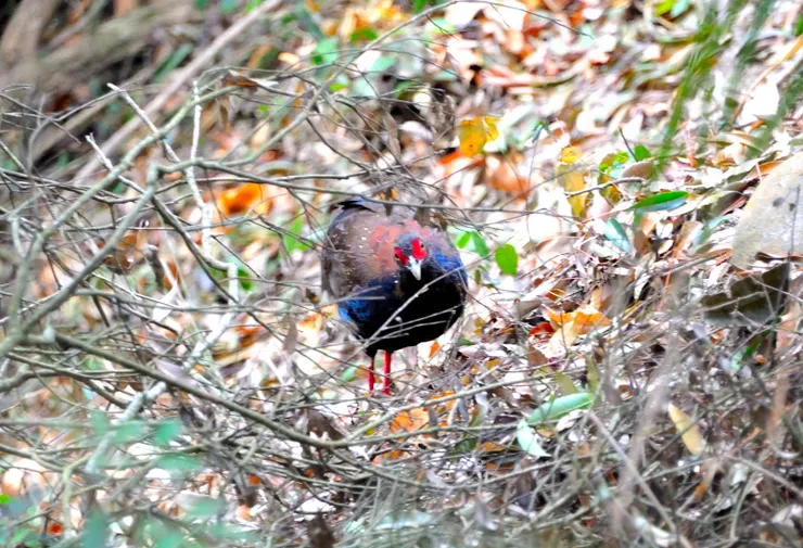 【一段時間我專注地尋覓夢中之鳥 回過神來環顧週遭妳的形蹤已杳】