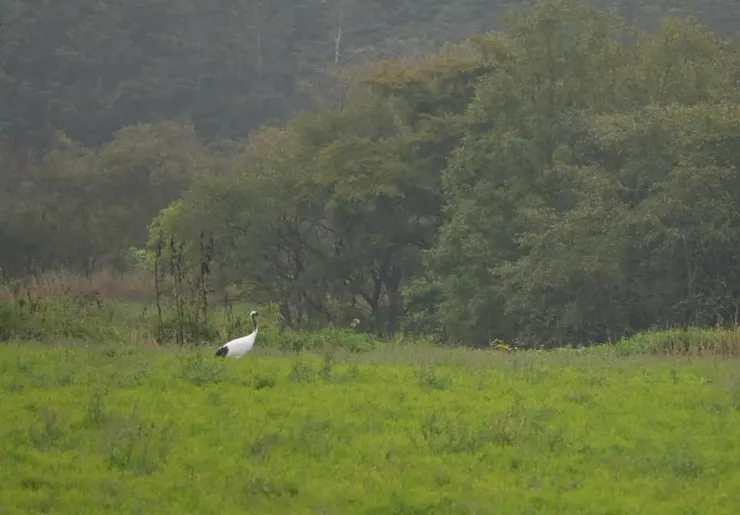 有別於冬季白色版本的丹頂鶴，夏秋限定的綠底版本也好賞心悅目/攝影:NANA濕婦
