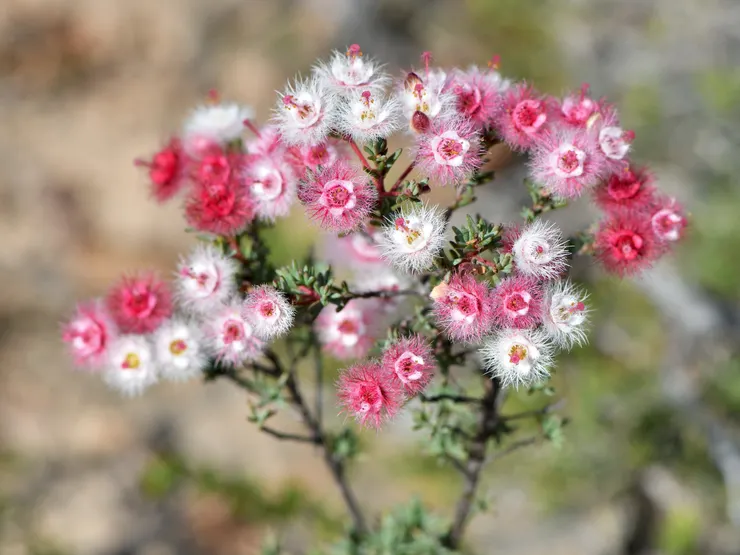 斑葉羽毛花Verticordia huegelii