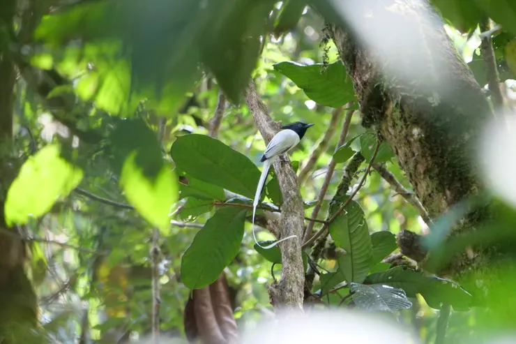 要看到已經不易，而且還拍的清楚真的太開心了！