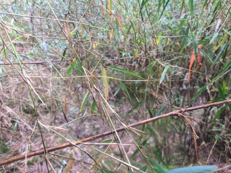 第二個路條，但路條幫助其實不大