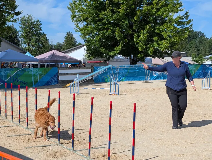 在蛇型桿(S型桿)關卡中，狗狗必須在桿子內左右穿梭。