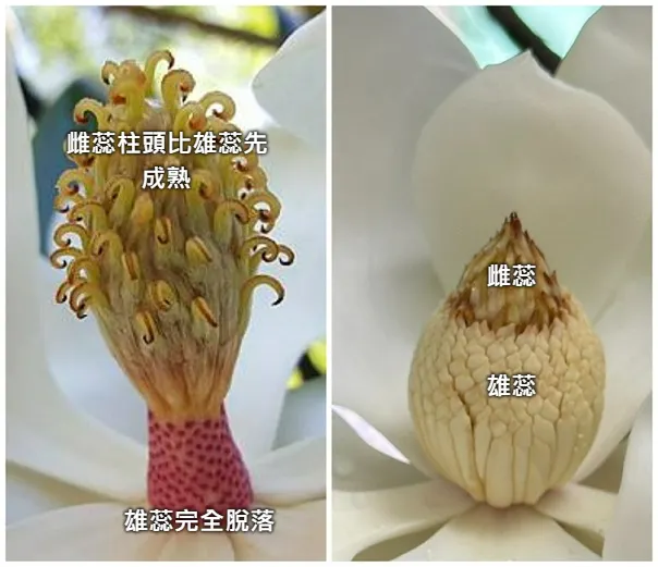 (右)雄雌蕊尚未成熟的花心，就像一顆堅果；(左)雄蕊成熟脫落的樣子，花心看起來就像個火炬