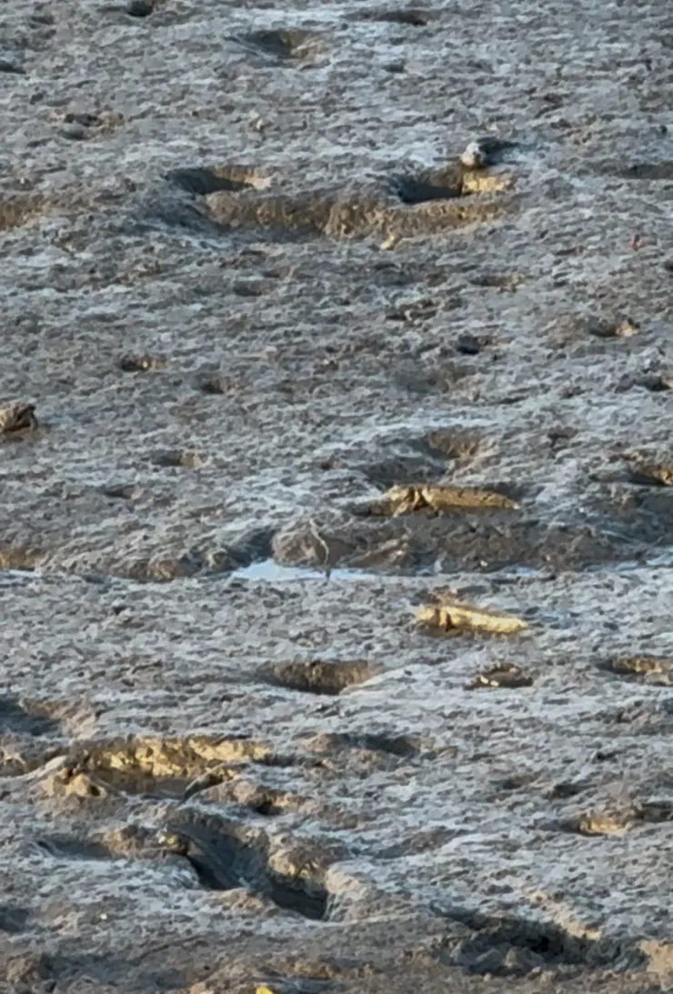 2025/10/18 彈塗魚