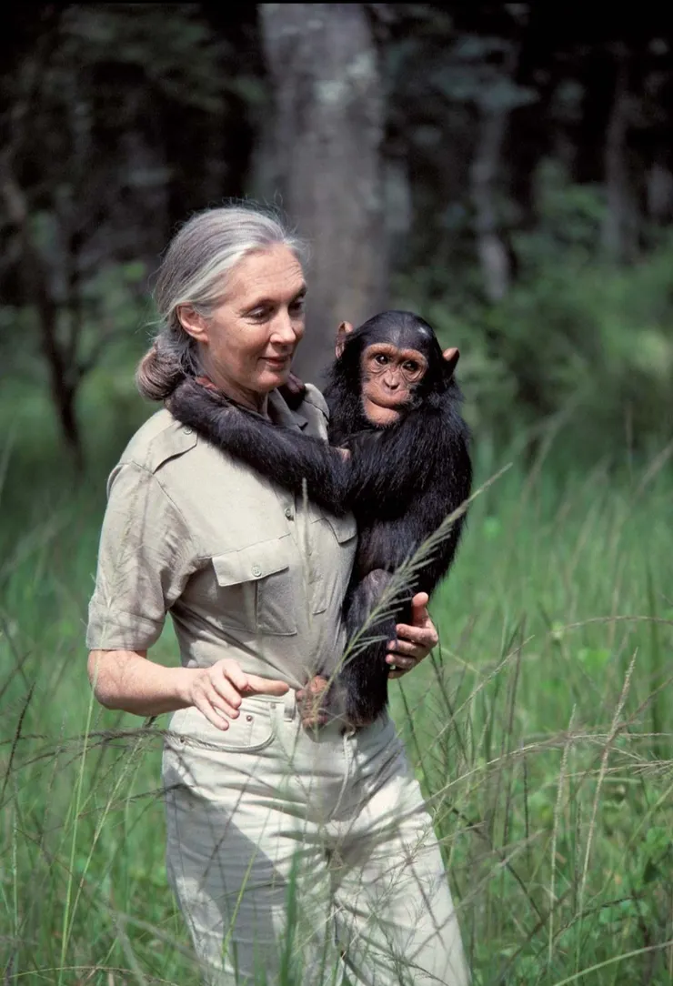 珍．古德在非洲