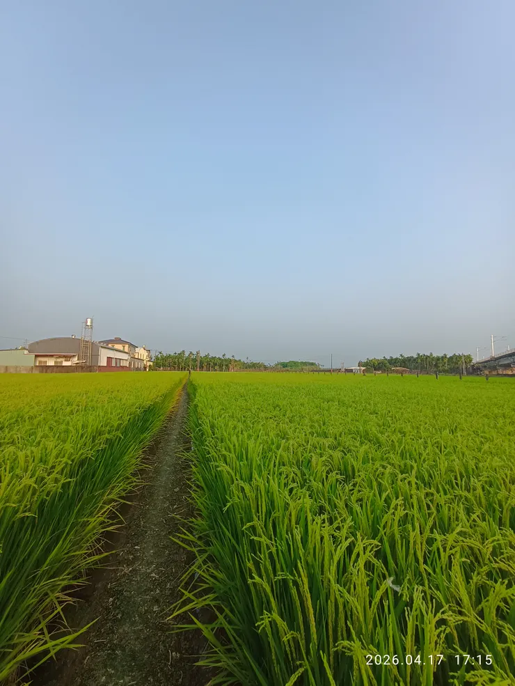 姮娥柔披鴛鴦被