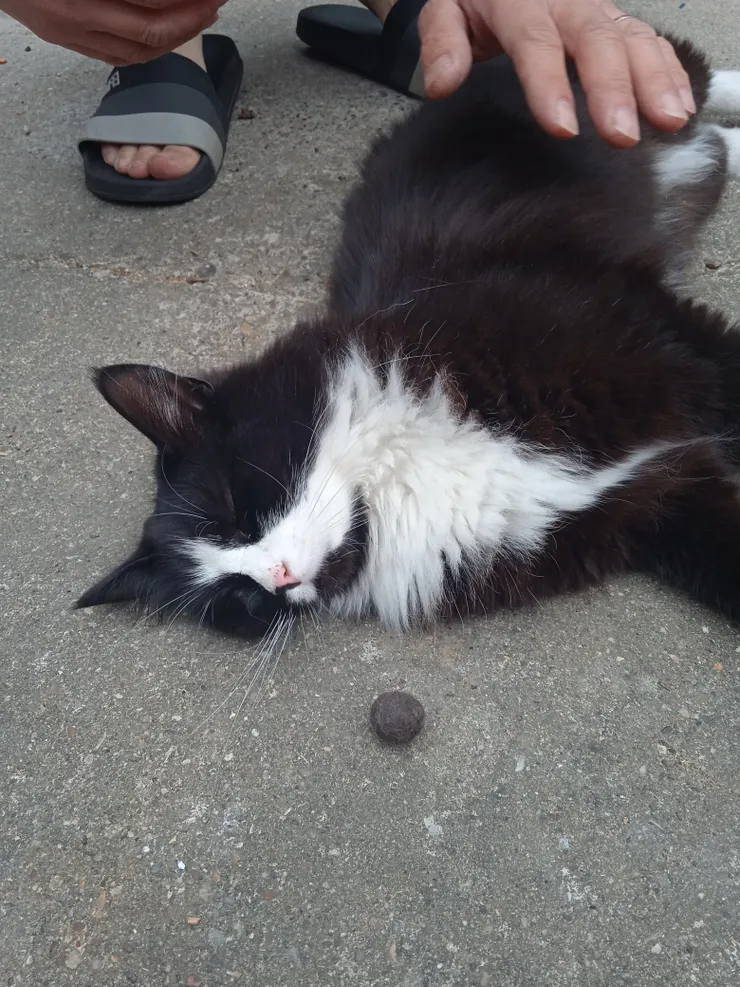 總之我超喜歡滾地，遍身都是樹葉（貓PO用我的毛做了一個球，很變態）順便講講我的名字吧！就是因為我多毛，很隨便...