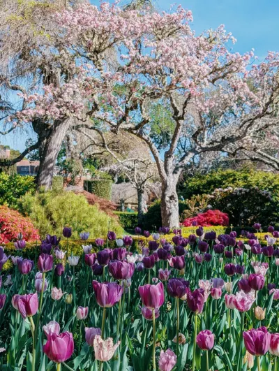 舊金山灣區 | Filoli Garden