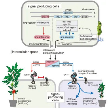 圖片取自Cell期刊。