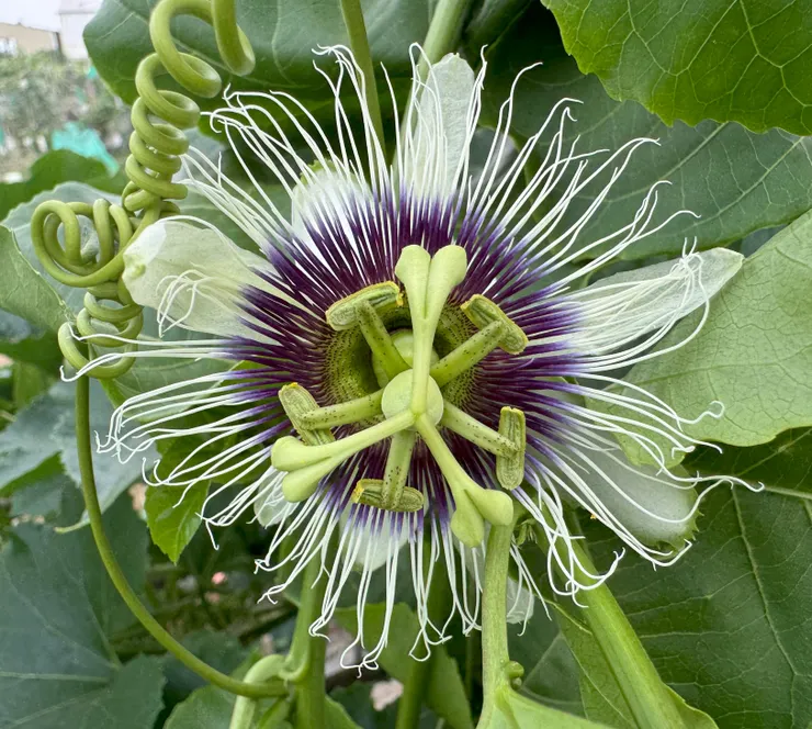 百香果花，長相獨特，充滿想像