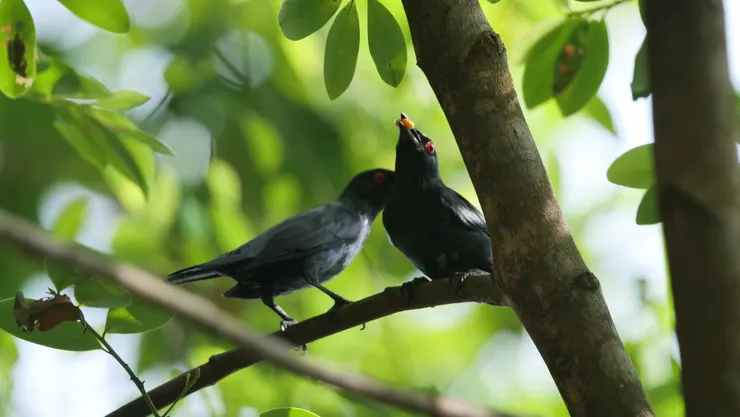 有牠們的地方就會聽到叫聲