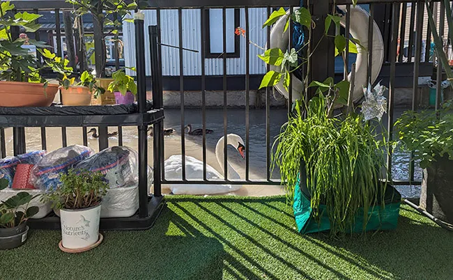 清晨來拜訪的水鴨與天鵝