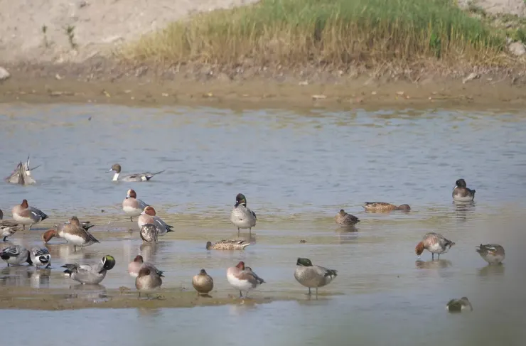 難度二：途中有好幾隻羅文鴨呢～試試找找看