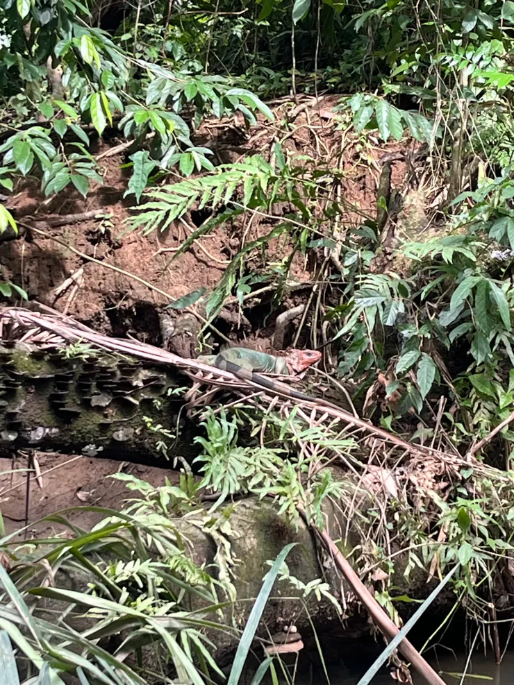 蜥還是變色龍有點忘了