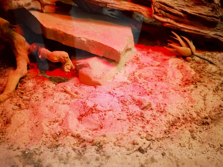 眼斑銅蜥 --- 看的到他躲在哪嗎😄