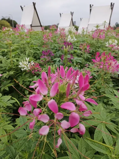 (五)運動的初心