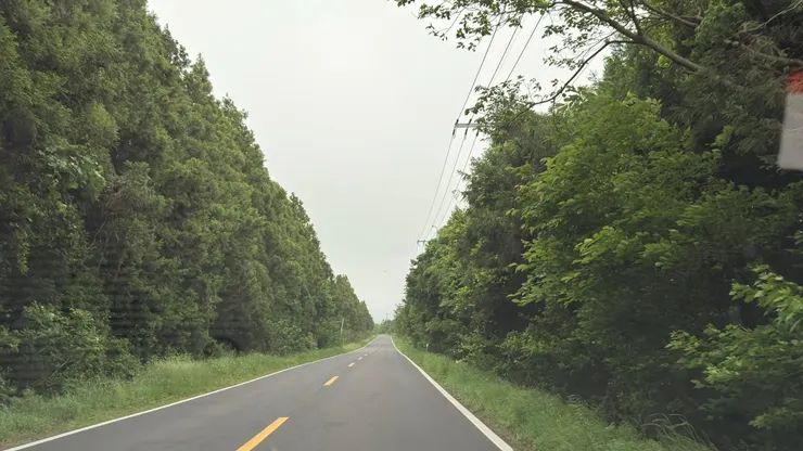 有2800多棵500~800年樹齡的野生榧子樹