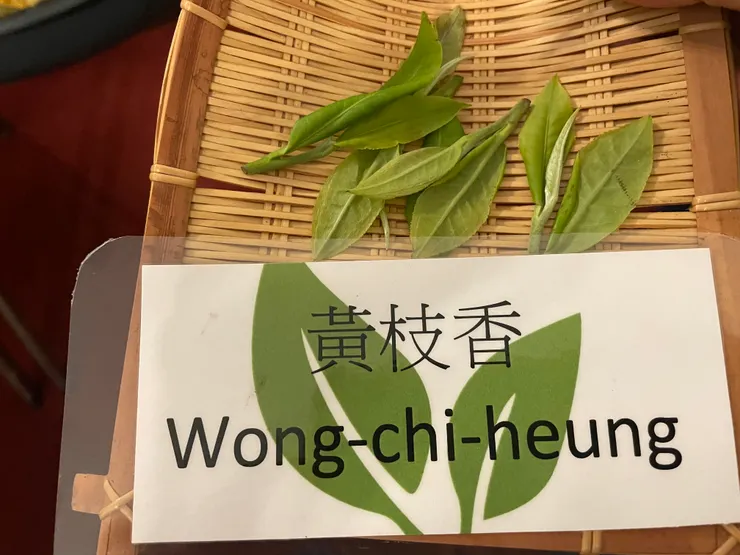 黃枝香（相片由作者拍攝）