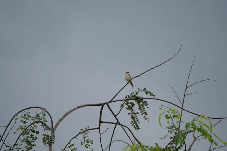 Jungle Prinia