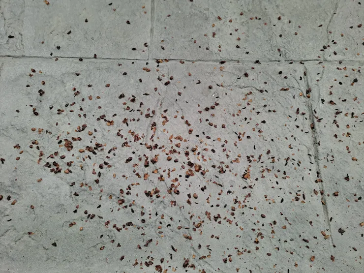 利用電風扇將銀皮吹落