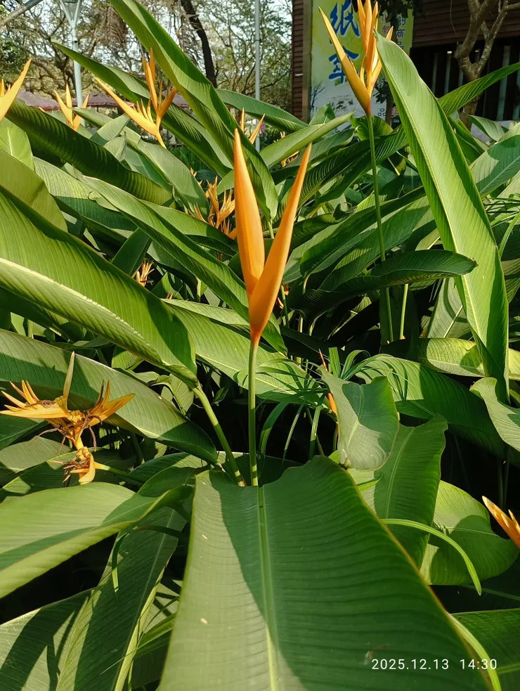 客辭歸黃鶯蕉留，皆自拍攝