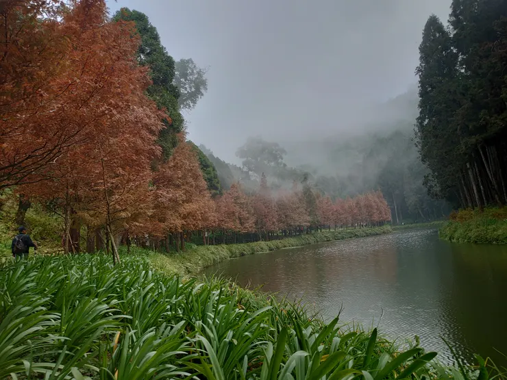 水杉仍紅,銀杏已落了大半,楓紅則不復見。(攝於銀杏湖邊)