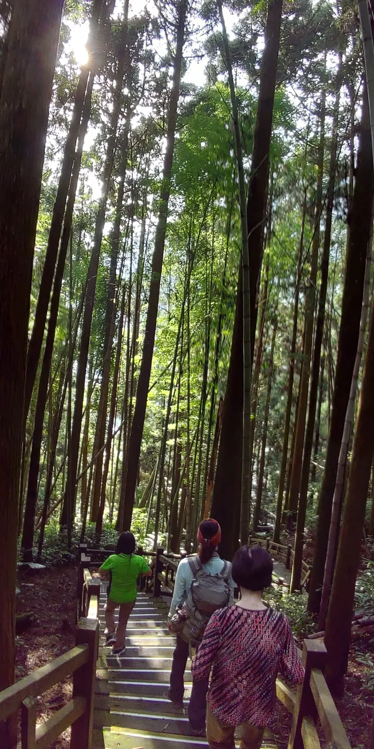 奮起湖竹林步道