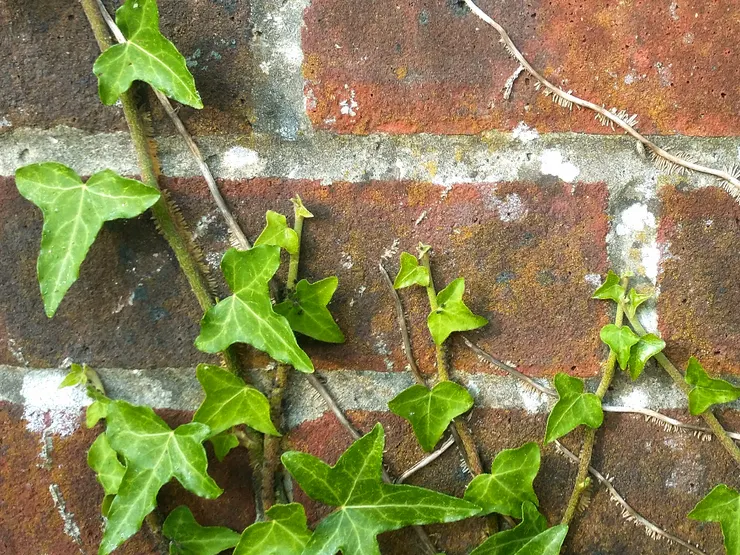 閒來憑弔數春秋，閱盡滄桑土一抔。本藉兵爭百戰得，卻同瓦解片時休。祖龍霸業車中恨，主父雄心宮裡愁。唯有朦朧沙上月，至今猶自照荒邱。--清，吳存禮