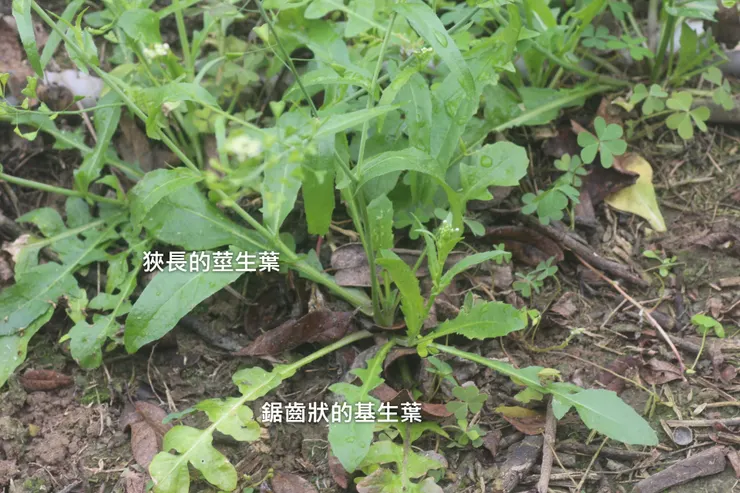 薺菜與幼年蒲公英頗為相似 薺菜有兩種葉子:長在基部的齒狀葉 與長在莖上的狹長葉