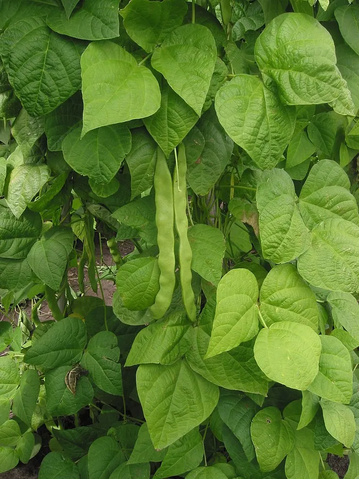 菜豆。圖片來源：維基百科