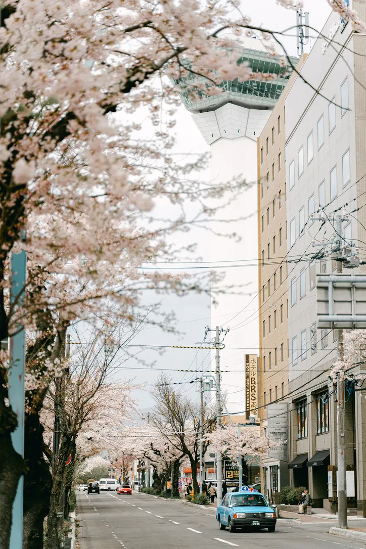 五稜郭附近的街景已經有櫻花的氛圍感
