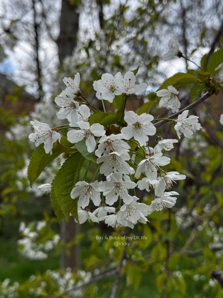 即使陰天也很好看的櫻花~