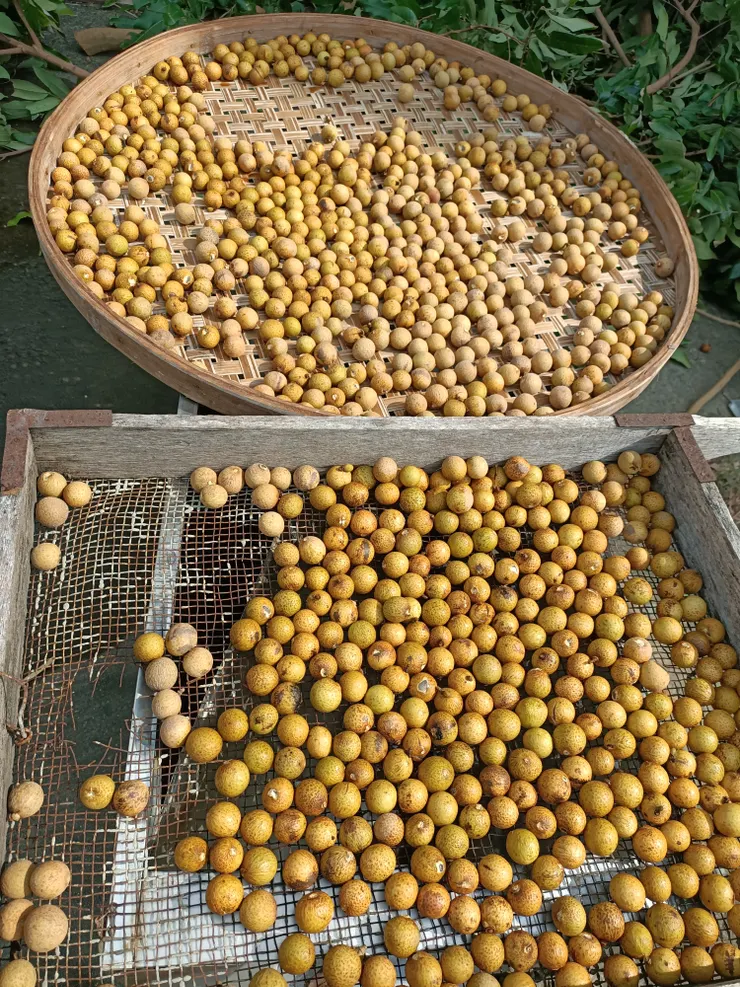 留了一些曬成龍眼乾