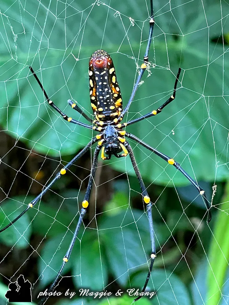 沿著森林浴步道漫步時，意外發現一隻 彩色大蜘蛛，鮮豔的紅橙與黑色條紋在綠意盎然的蕨類間格外顯眼。解說員說，這種蜘蛛對森林生態十分重要，能維持小型昆蟲的平衡。這意外的小插曲，讓森林散步更增添探索的樂趣。