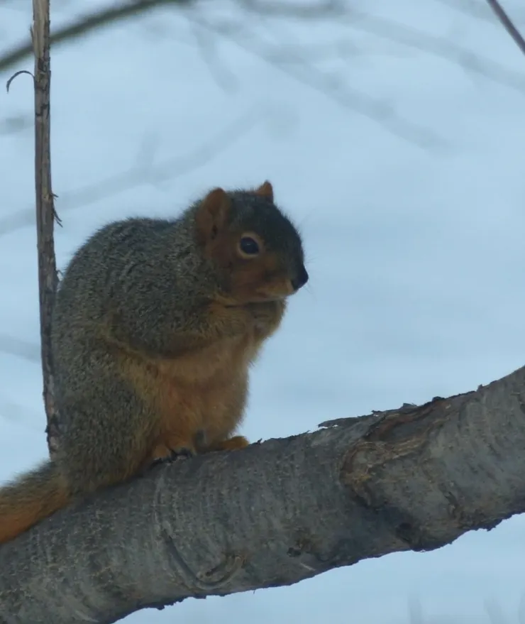 看我鼠鼠冷到將小手手塞腋下
