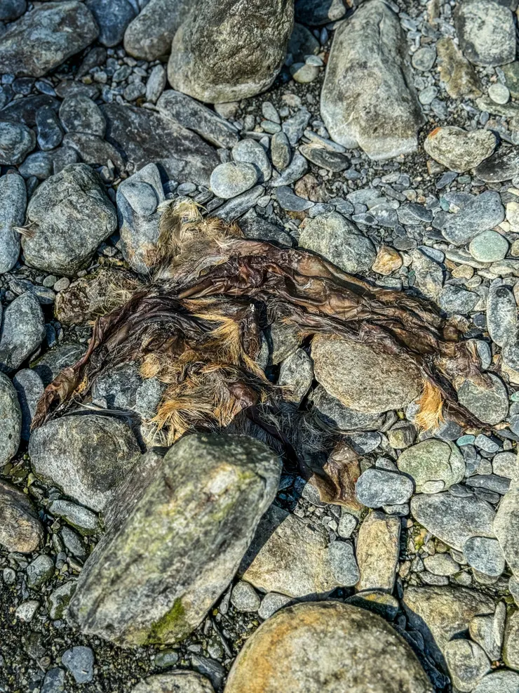 不曉得是山羌還是飛鼠