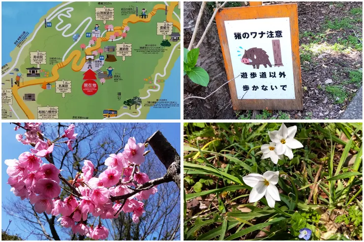 晃了半天還在箭頭處🤣 往山頂路上有野豬🤪 還有其他小花