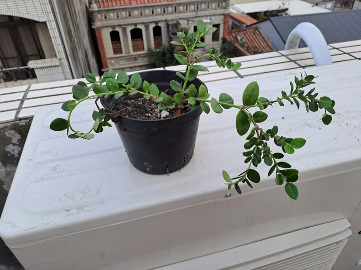 種子孵育成功的小苗