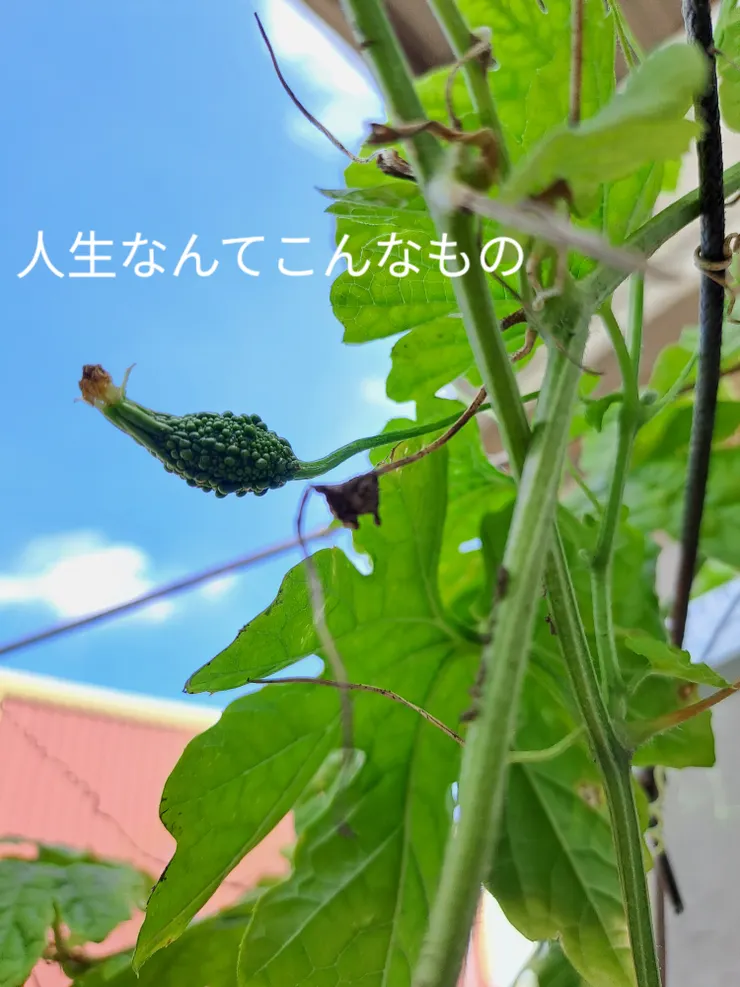 天台上的藤架上,又發現3條小苦瓜