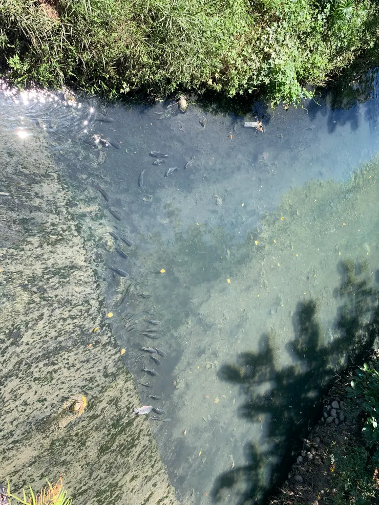 結果溝裡有好多蠻大隻的魚ㄧ群群地悠遊著…