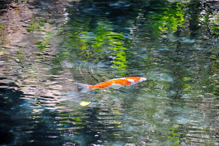 【四十二份溪流湧泉依舊清澈見底 山水如恆但人皆無恙多麼不容易】